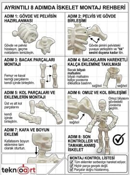 Eklemli İskelet - Fen Bilgisi Eğitici Kit Card